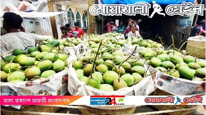 satkhira-mango-NM24.jpg